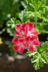 Pelargonium scabrum violet purple flowers in bloom, ornamental flowering plant