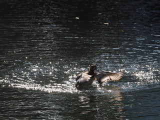 Fototapeta premium duck in the pond
