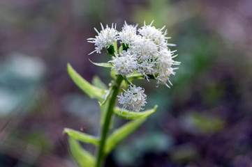 Petasites albus springtime forest herb, perennial rhizomatous plant flowering with group of small white flowers