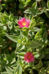 Aptenia cordifolia puple pink flowering creeping plant, ornamental flowers in bloom