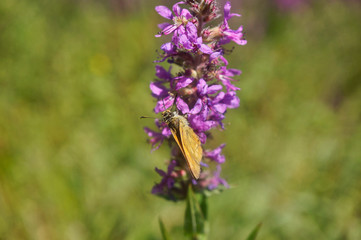 Schmetterlinge Deutschlands - Kleiner Würfeldickkopf