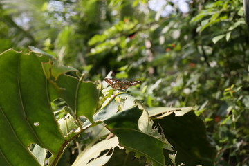 fotografias de insectos varios 