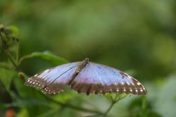 fotografias de insectos varios 