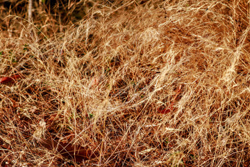 Beautiful scenery of nature