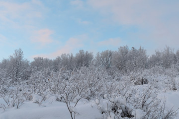 Winter landscape, trees covered with frost.