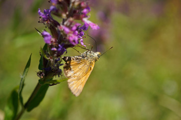 Schmetterlinge Deutschlands - Rostfarbiger Dickkopf
