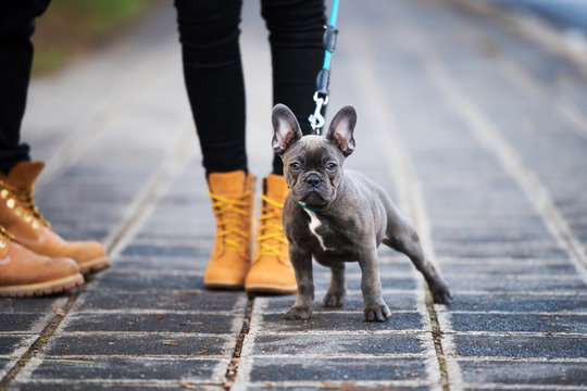 French bulldog puppy on a sidewalk