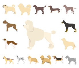 Dog breeds cartoon icons in set collection for design.Dog pet vector symbol stock web illustration.