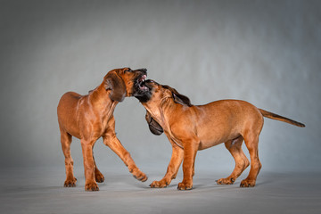 Zwei braune Schweißhund Welpen spielen wild miteinander auf neutralem grauen Hintergrund