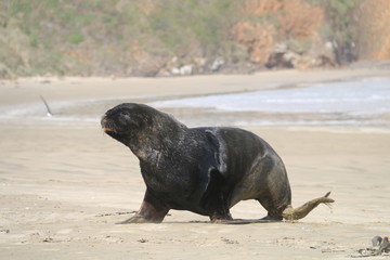 seal on the beach