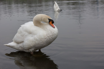 Naklejka premium Höckerschwan