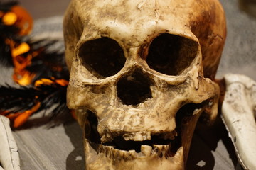 The skull is made of plastic material, used on Halloween.