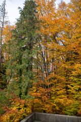 Herbstwald