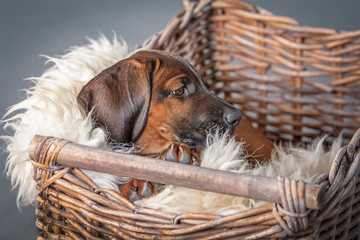 süßer brauner Hundewelpe liegt in Holzkorb mit Lammfell