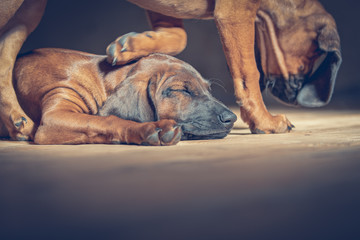 brauner Hundewelpe läuft über schlafende Geschwister