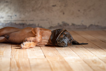 Schweißhund Welpe liegt seitlich auf Holzboden und guckt in die Kamera