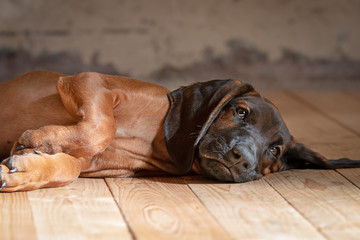 Nahaufnahme von Schweißhund Welpe der auf Holzboden liegt