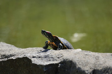 fotografias de animales varios 