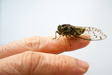 cicada on hand