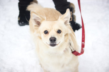 White young wire haired dog actively barks at winter