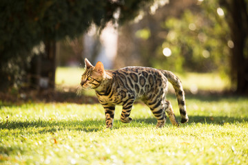 Jung Bengalcat male outdoor