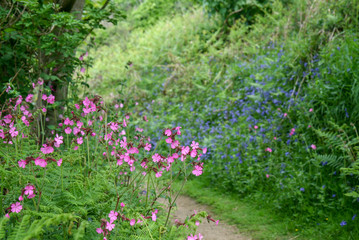 Herm, wild flowers