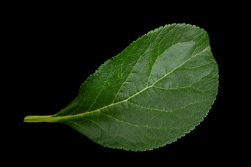 Plum leaf on black