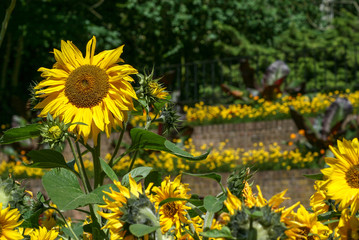 Sunflowers in urban park