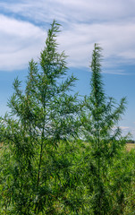Fototapeta premium Cannabis leaf, medical marijuana. Cannabis flowers and seeds in green field with back light. Marijuana plant leaves growing high.