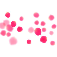 Pink rose petals falling vector valentine background. Elegant showering flower blossom parts vector. Crimson rose red pink petals spa background. Anniversary or natural cosmetics design.