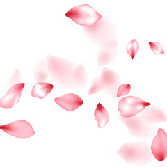 Apple flower flying petals isolated on white. Detailed beauty salon background. Japanese sakura petals spring confetti, blossom elements flying. Falling cherry bloom flower parts vector.