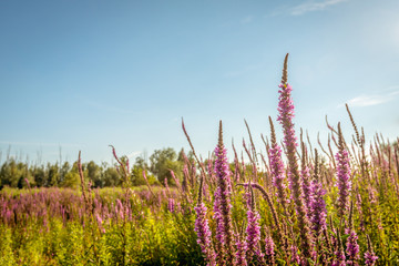 Flowering purple loosestrife