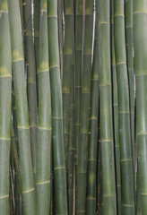 green bamboo with yellow markings closeup abstract