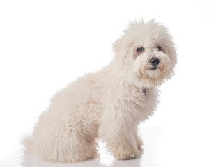 Bichon Frise puppy. Overgrown, not trimmed, without grooming. Bichon is isolated on a white...