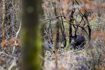 Sanglier - Sus scrofa - wild boar