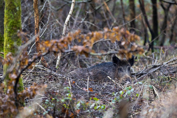Sanglier - Sus scrofa - wild boar