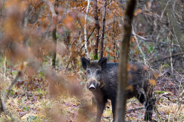 Sanglier - Sus scrofa - wild boar