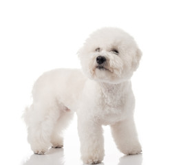 Bichon Frise puppy. Bichon is isolated on a white background. White dog. Bichon after grooming