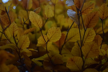 Herbstblätter
