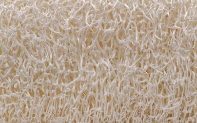 Natural sponge texture