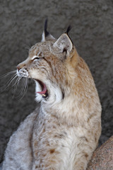 Young lynx yawning