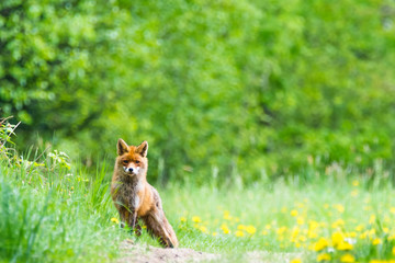 Fuchs im Sommer