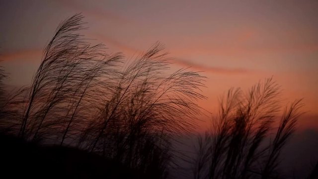 Slow motion, the grass is blown in the twilight.
