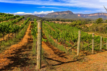 Fototapeta na wymiar Vineyard - Vines growing grapes