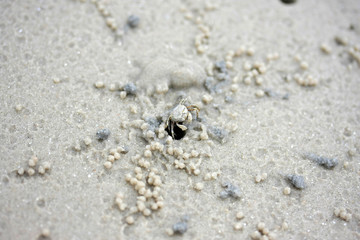 small crab diging a hole