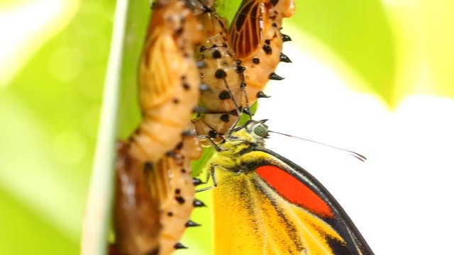 Butterfly holding  pupa on the leaf, Chiangmai Thailand
