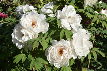 Pivoine blanche