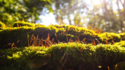  in the forest