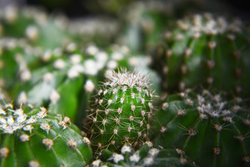 plant in garden