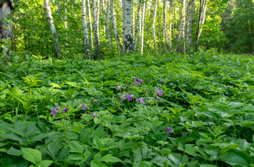 Spring, blooming lilies of the valley in the forest